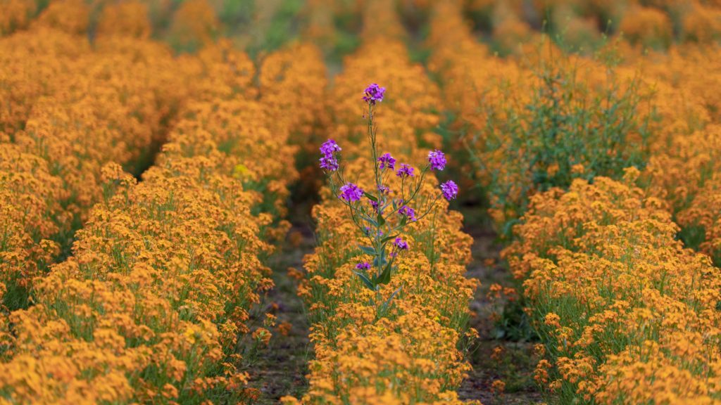 a purple flower standing tall and above a field of yellow flowers